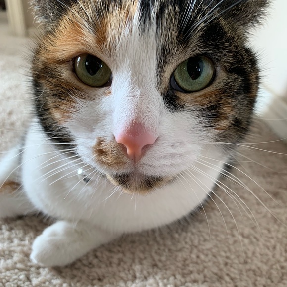 🌸 Meet your Poshmark, seller/trader 🌸 - Picture 4 of 4